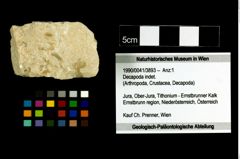 Foto (Objekt + Etikett) von Decapoda indet.  (NHMW-GEO-1990-0041-3893)